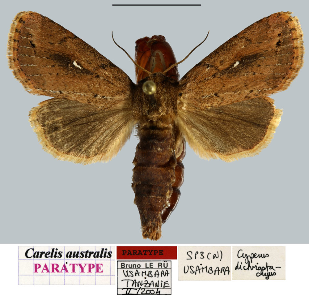 /filer/webapps/moths/media/images/A/australis_Carelis_PTF_MNHNa.jpg