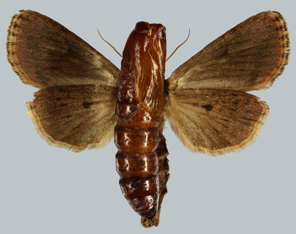 /filer/webapps/moths/media/images/A/australis_Carelis_PTF_MNHNb.jpg