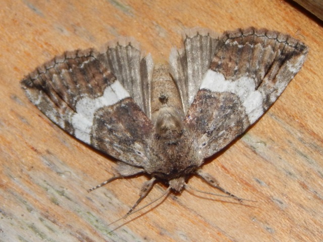 /filer/webapps/moths/media/images/A/austrina_Aethiopsestis_A_Grobler.jpg