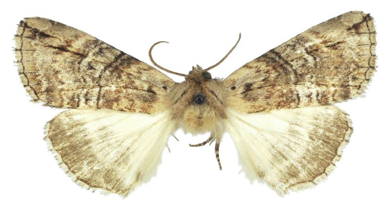 /filer/webapps/moths/media/images/A/austrina_Aethiopsestis_HT_BMNH.jpg