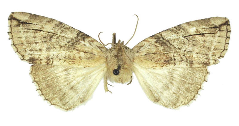 /filer/webapps/moths/media/images/A/austrina_Aethiopsestis_PTF_BMNH.jpg