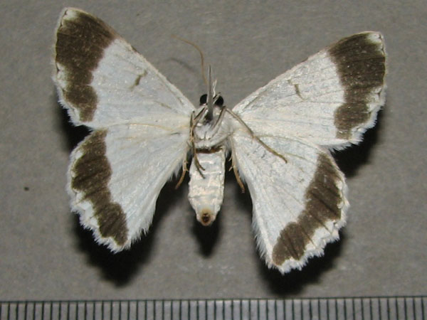 /filer/webapps/moths/media/images/A/austrina_Pingasa_AF_Goffb.jpg
