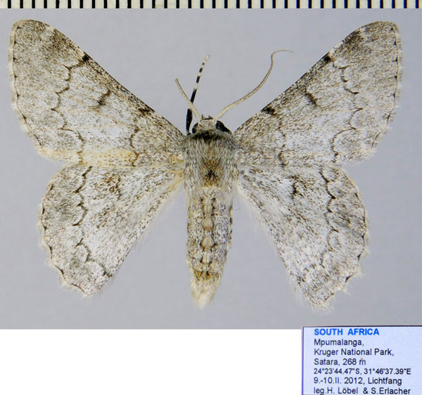 /filer/webapps/moths/media/images/A/austrina_Pingasa_AF_ZSM_01.jpg