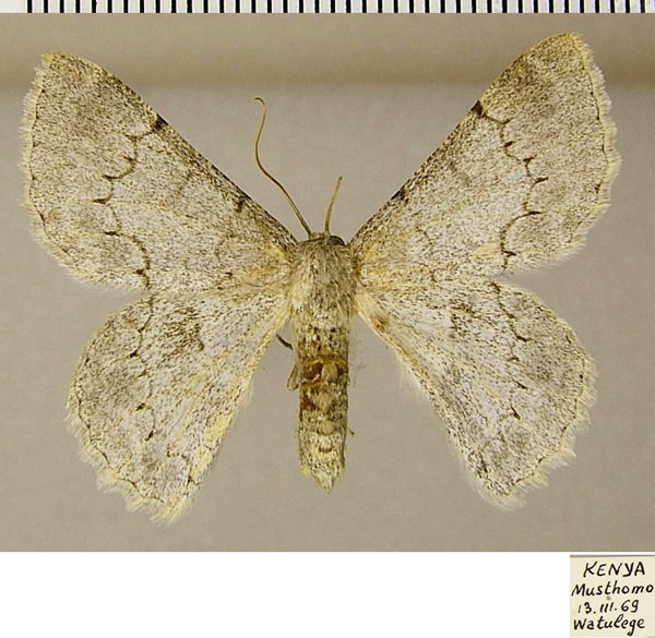 /filer/webapps/moths/media/images/A/austrina_Pingasa_AF_ZSM_02.jpg