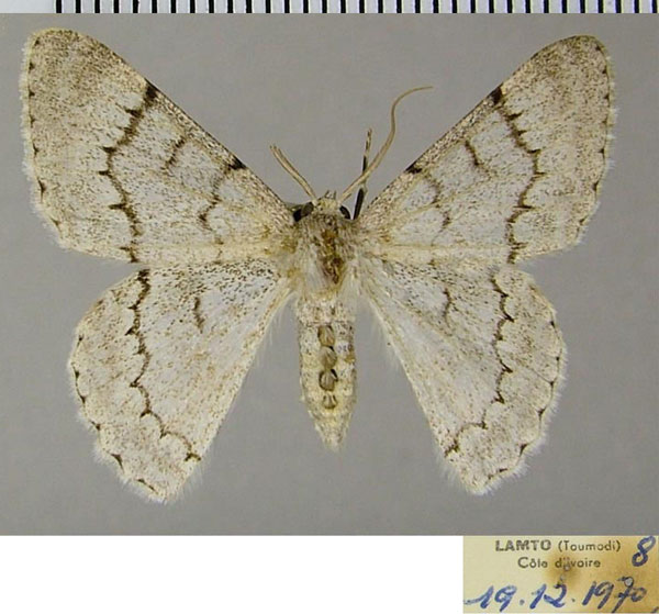 /filer/webapps/moths/media/images/A/austrina_Pingasa_AM_ZSM.jpg