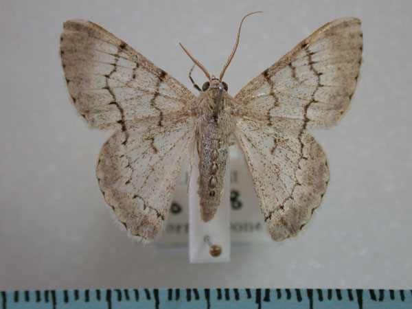 /filer/webapps/moths/media/images/A/austrina_Pingasa_A_Revell.jpg