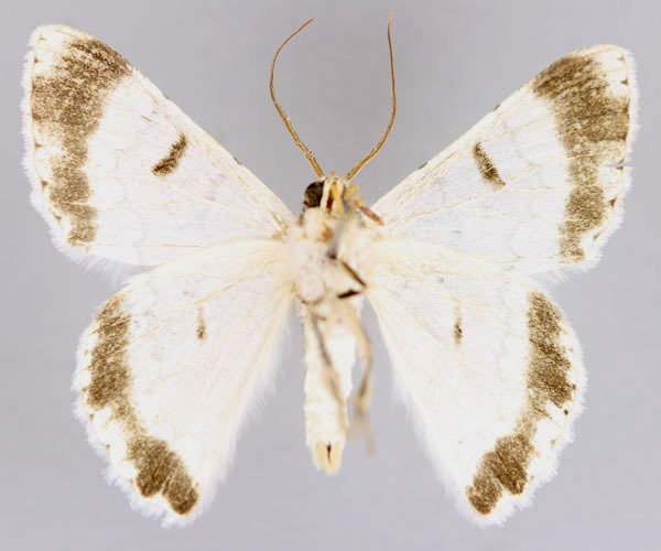 /filer/webapps/moths/media/images/A/austrina_Pingasa_A_ZSM_02.jpg