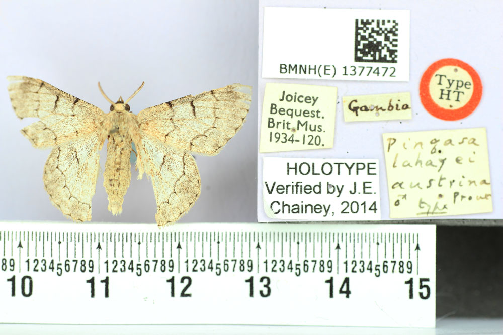 /filer/webapps/moths/media/images/A/austrina_Pingasa_HT_BMNH.jpg