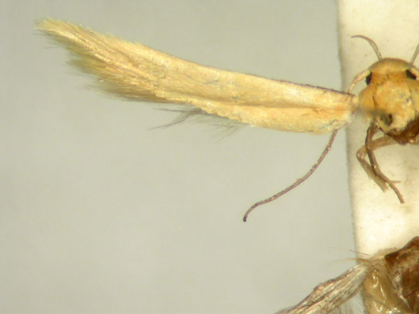 /filer/webapps/moths/media/images/A/authoxantha_Stathmopoda_HT235_TMSA_02.jpg