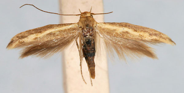 /filer/webapps/moths/media/images/A/autochlorella_Scythris_A_TMSA.jpg