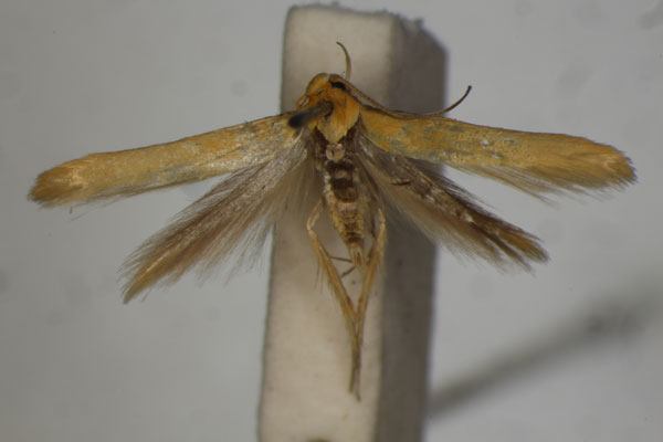 /filer/webapps/moths/media/images/A/autoxantha_Stathmopoda_PT_BMNH.jpg