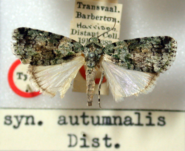 /filer/webapps/moths/media/images/A/autumnalis_Diphthera_HT_BMNH.jpg