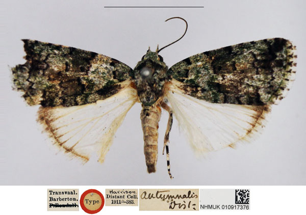 /filer/webapps/moths/media/images/A/autumnalis_Diphthera_HT_NHMUK.jpg