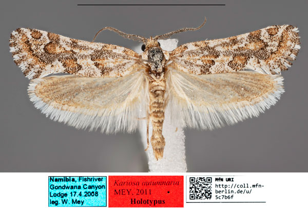 /filer/webapps/moths/media/images/A/autumnaria_Kariosa_HT_MfNa.jpg