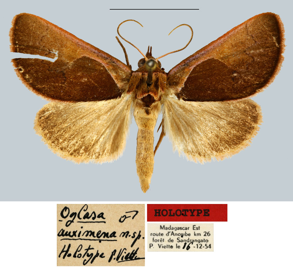 /filer/webapps/moths/media/images/A/auximena_Oglasa_HT_MNHN.jpg