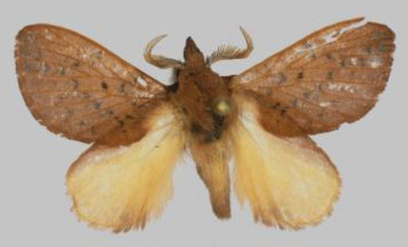 /filer/webapps/moths/media/images/A/avadomenicarocchio_Rhynchobombyx_HT_USTTB.jpg