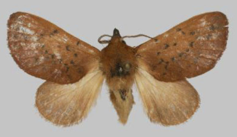 /filer/webapps/moths/media/images/A/avadomenicarocchio_Rhynchobombyx_PTF_USTTB.jpg