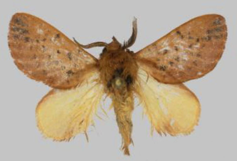 /filer/webapps/moths/media/images/A/avadomenicarocchio_Rhynchobombyx_PTM_USTTB.jpg