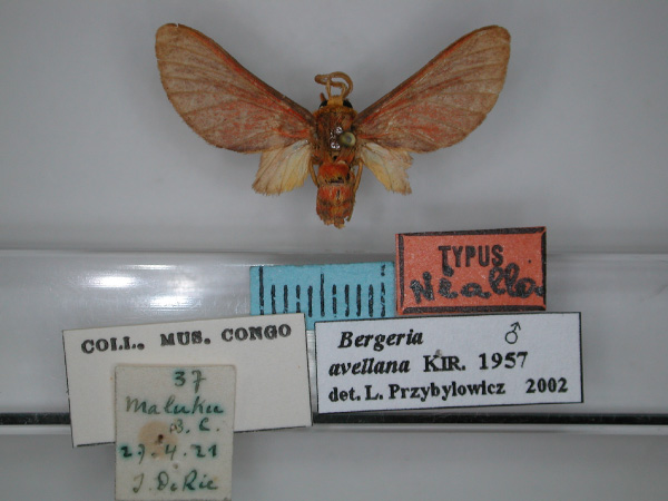 /filer/webapps/moths/media/images/A/avellana_Lempkeella_A_RMCA_01.jpg