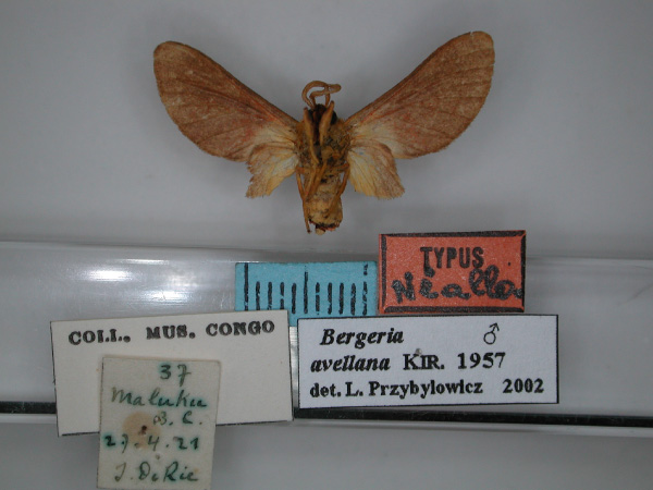 /filer/webapps/moths/media/images/A/avellana_Lempkeella_A_RMCA_02.jpg