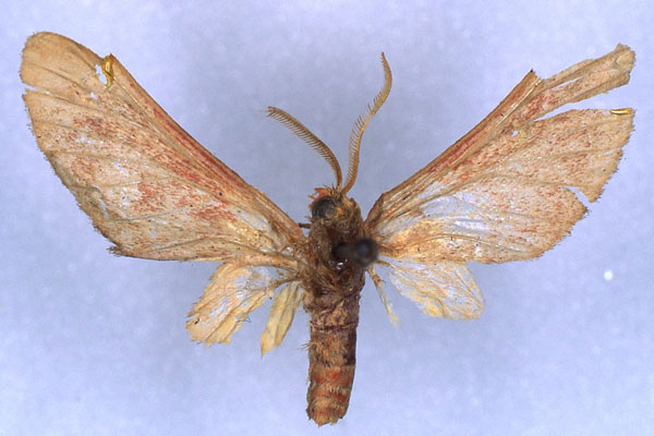/filer/webapps/moths/media/images/A/avellana_Lempkeella_HT_RMCA_03.jpg