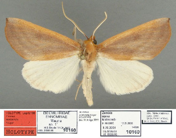 /filer/webapps/moths/media/images/A/avellanata_Acrasia_HT_TMSA.jpg