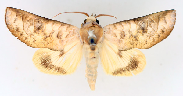 /filer/webapps/moths/media/images/A/avimolestum_Hemiceratoides_AF_TMSA.jpg