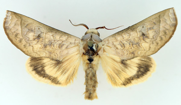 /filer/webapps/moths/media/images/A/avimolestum_Hemiceratoides_AM_TMSA.jpg