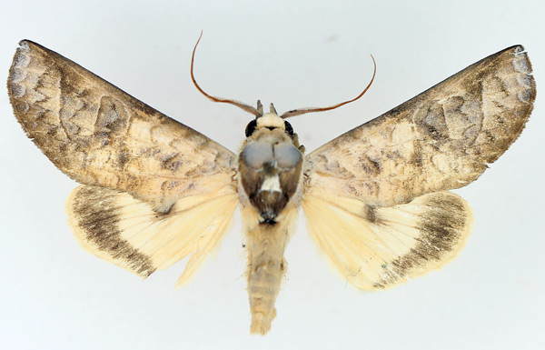 /filer/webapps/moths/media/images/A/avimolestum_Hemiceratoides_AM_TMSA_01.jpg