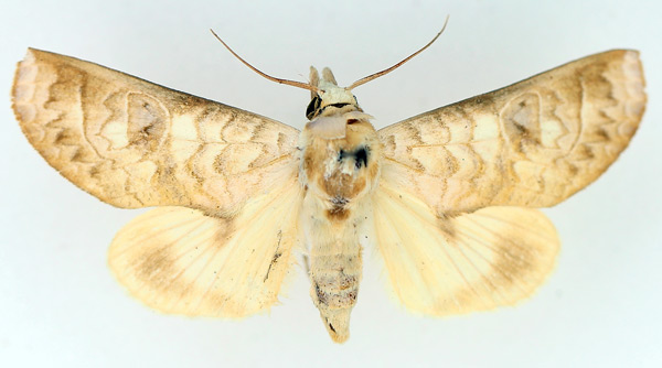 /filer/webapps/moths/media/images/A/avimolestum_Hemiceratoides_AM_TMSA_02.jpg