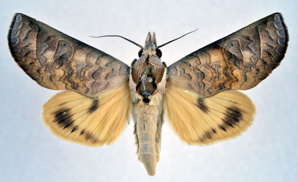 /filer/webapps/moths/media/images/A/avimolestum_Hemiceratoides_A_NHMO.jpg