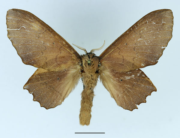 /filer/webapps/moths/media/images/A/avinoffi_Morongea_AF_Basquin.jpg