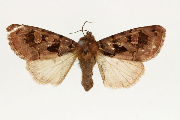 /filer/webapps/moths/media/images/A/avitta_Odontestra_AF_RMCA_RDERl4A.jpg