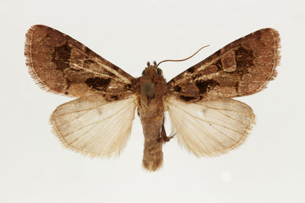 /filer/webapps/moths/media/images/A/avitta_Odontestra_AM_RMCA_u0YRUwB.jpg
