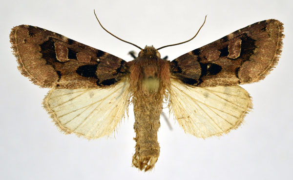 /filer/webapps/moths/media/images/A/avitta_Odontestra_A_NHMO_Hzh9hMq.jpg