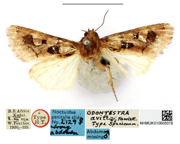 /filer/webapps/moths/media/images/A/avitta_Odontestra_HT_NHMUK.jpg