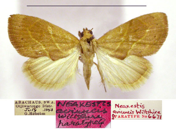 /filer/webapps/moths/media/images/A/aviuncis_Neaxestis_PTF_TMSA.jpg