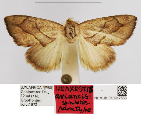 /filer/webapps/moths/media/images/A/aviuncis_Neaxestis_PTM_NHMUK.jpg