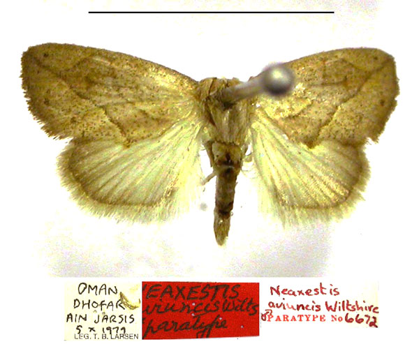 /filer/webapps/moths/media/images/A/aviuncis_Neaxestis_PTM_TMSA.jpg