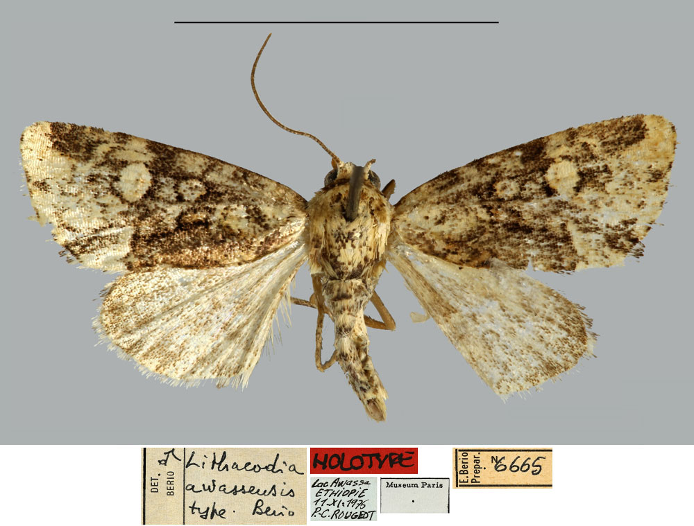 /filer/webapps/moths/media/images/A/awassensis_Lithacodia_HT_MNHN.jpg