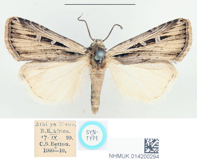 /filer/webapps/moths/media/images/A/axiliodes_Euxoa_STM_BMNH_02.jpg