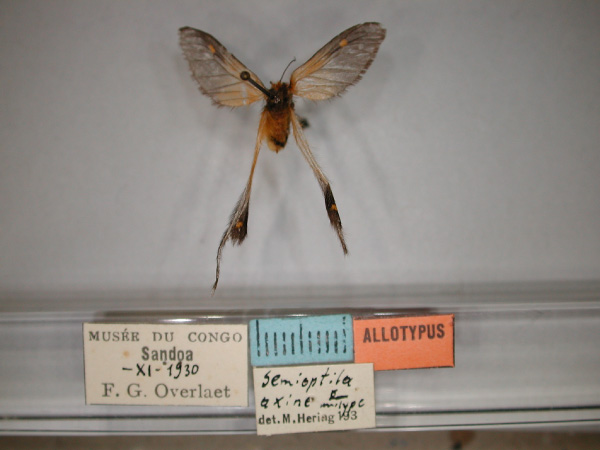 /filer/webapps/moths/media/images/A/axine_Semioptila_AT_RMCA_01.jpg