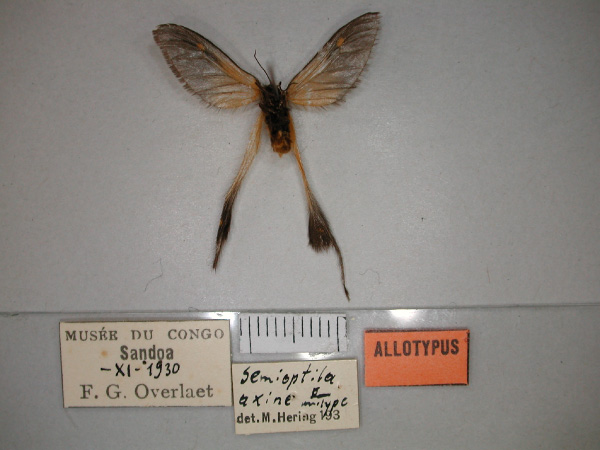 /filer/webapps/moths/media/images/A/axine_Semioptila_AT_RMCA_02.jpg