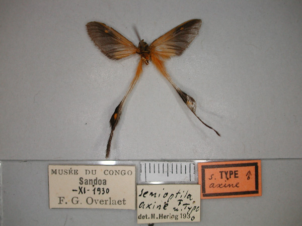 /filer/webapps/moths/media/images/A/axine_Semioptila_HT_RMCA_02.jpg