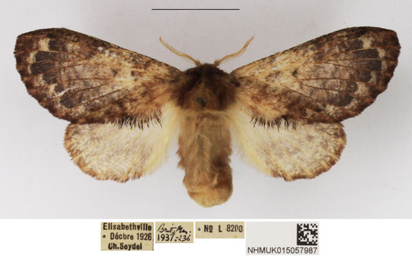 /filer/webapps/moths/media/images/A/axiologa_Diapalpus_AF_NHMUK_02.jpg