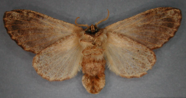 /filer/webapps/moths/media/images/A/axiologa_Diapalpus_AT_RMCAb.jpg