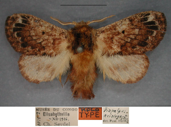 /filer/webapps/moths/media/images/A/axiologa_Diapalpus_HT_RMCAa.jpg