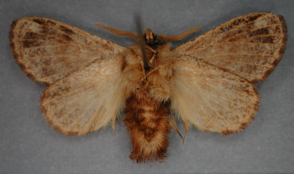 /filer/webapps/moths/media/images/A/axiologa_Diapalpus_HT_RMCAb.jpg