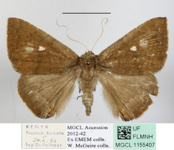 /filer/webapps/moths/media/images/A/axis_Amyna_A_MGCLa_01.JPG