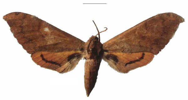 /filer/webapps/moths/media/images/A/axis_Pseudoclanis_PTF_Dargea.jpg